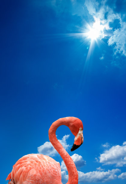 近距离观察一个粉红色火烈鸟在晴朗的天空图片下载