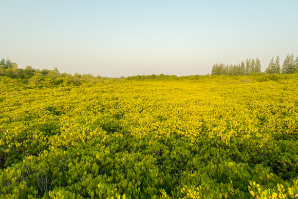 红树林或金红树林田(东叉通)图片下载