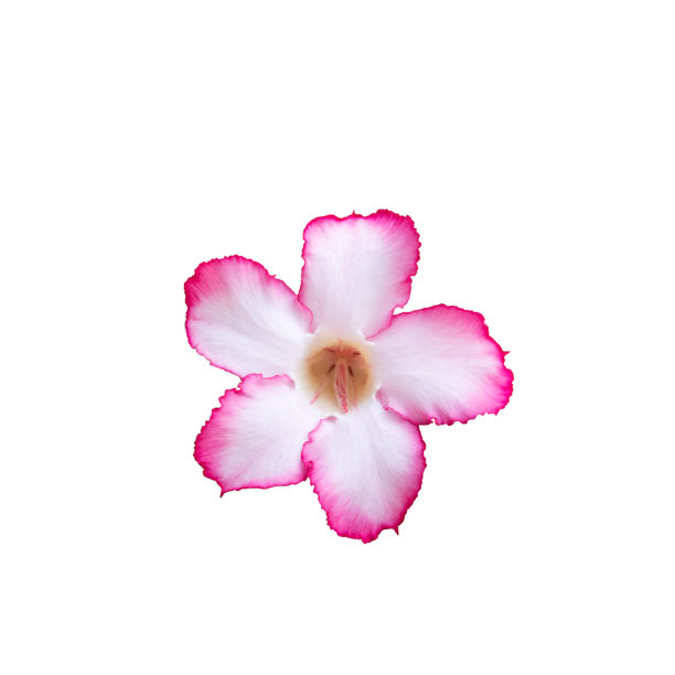 阿登钠，沙漠玫瑰图片下载