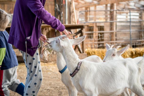 孩子们给小山羊喂奶的各种图片。图片下载