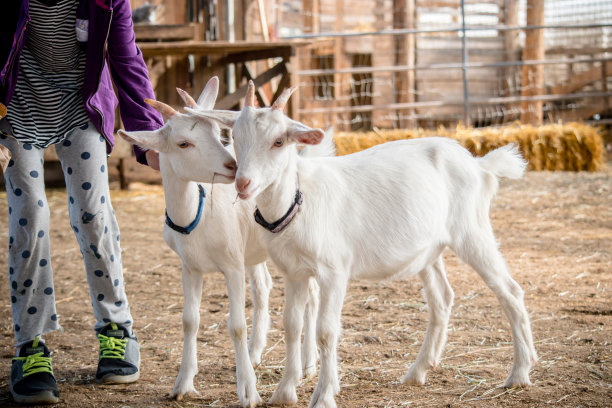 孩子们给小山羊喂奶的各种图片。图片下载