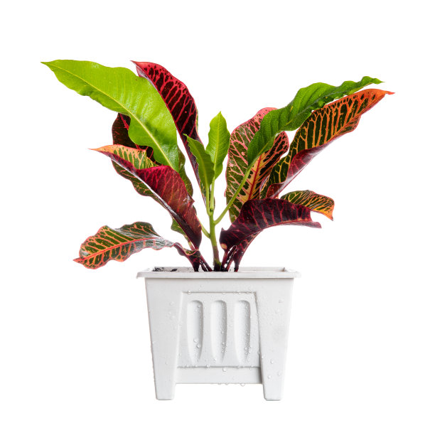 在锅里图片下载