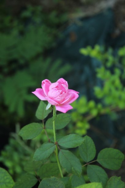 一朵凋谢的粉红玫瑰图片下载