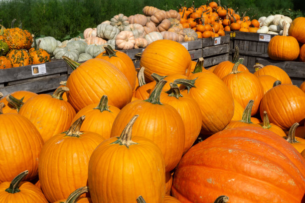明亮的橙色南瓜是为万圣节和感恩节假期准备的。图片下载
