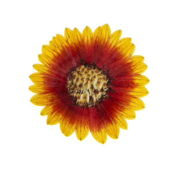 压榨和干燥的花，在白色上分离的氦图片下载