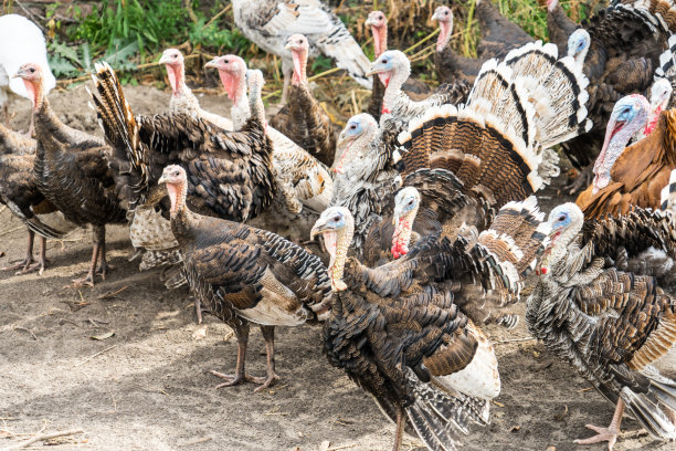 火鸡在家庭农场的照片。图片下载