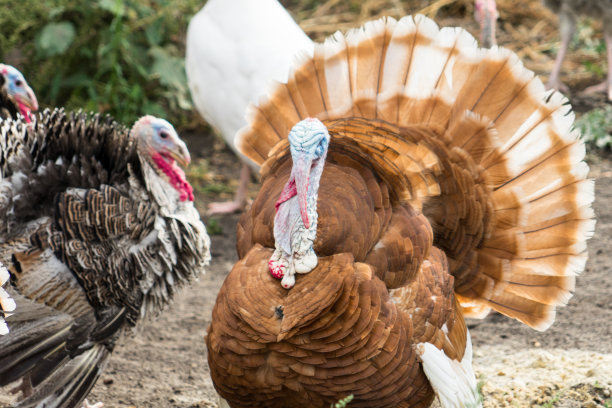 火鸡在家庭农场的照片。图片下载