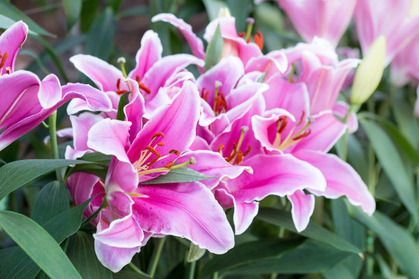 美丽的粉色百合花图片下载