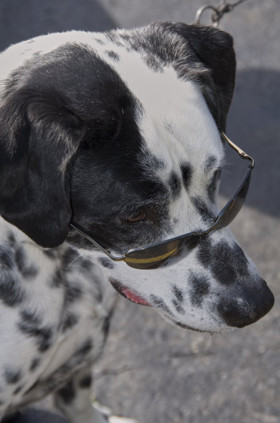 狗戴着墨镜图片下载