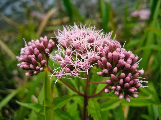 盛开的草图片下载
