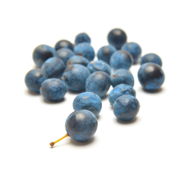 黑刺李贝里图片下载