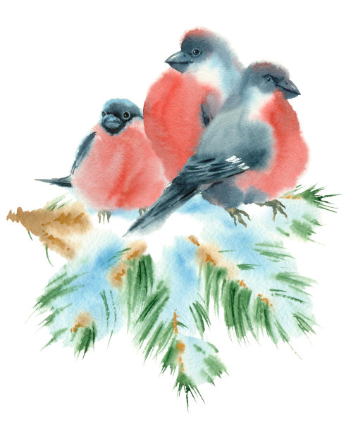 水彩红腹灰雀。图片下载