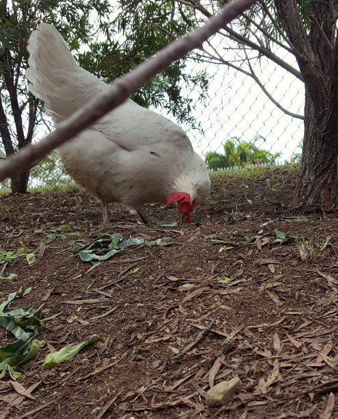 放养的鸡。图片下载