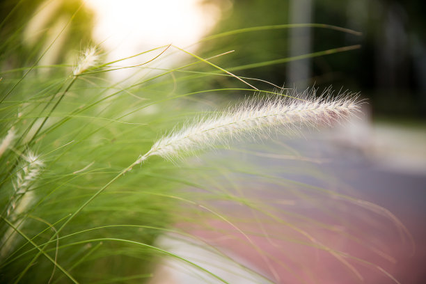 白花草地与剪影的阳光在傍晚。图片背景的风景，壁纸图片下载
