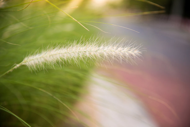 白花草地与剪影的阳光在傍晚。图片背景的风景，壁纸图片下载