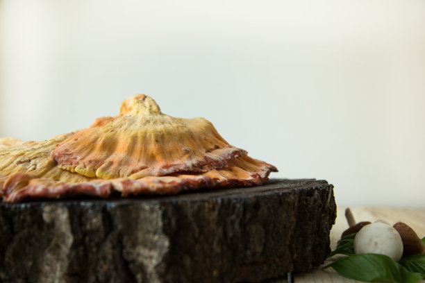 Chicken-of-the-woods蘑菇。本空间图片下载