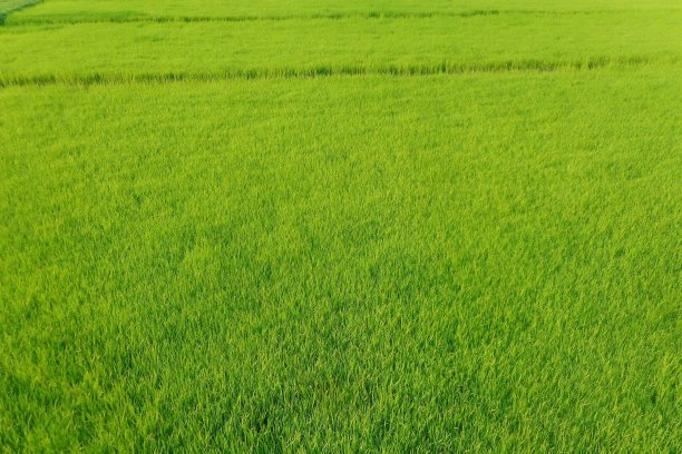 水稻作物图片下载