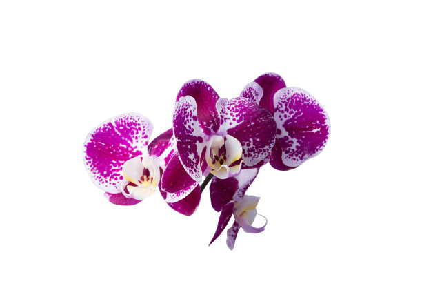 孤立的斑点兰花的粉红色图片下载