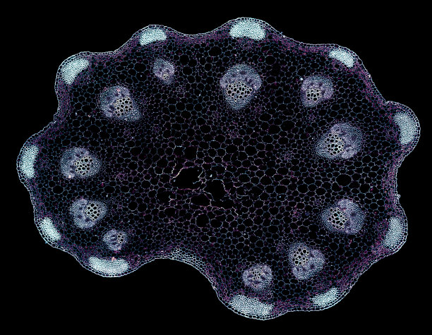 芹菜条形横切面在显微镜下切割图片下载