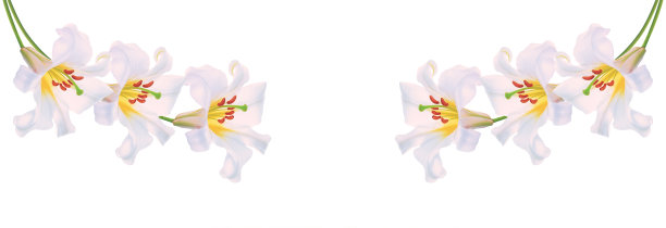 百合花孤立在白色背景上图片下载