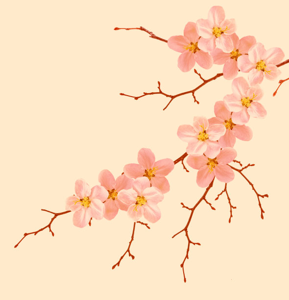 粉红色背景上的樱桃。图片下载