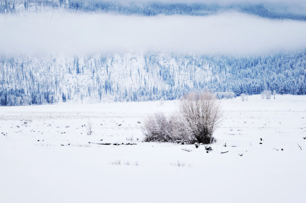 美国黄石国家公园的冬季景观图片下载