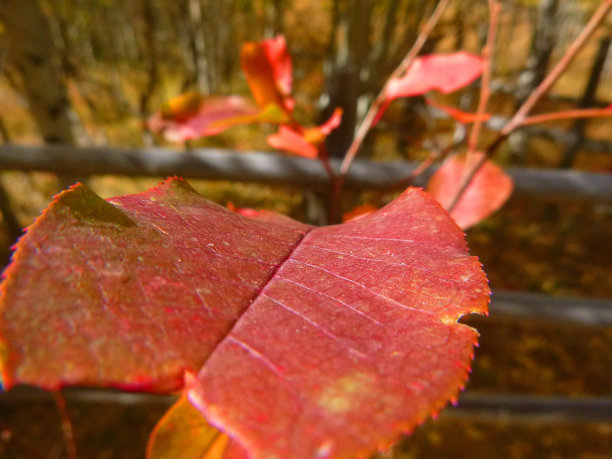 完整的秋天图片下载