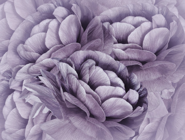 花卉purple-whitehalftone背景。一束紫色的花。特写镜头。植物的拼贴画。花组成。大自然。图片下载