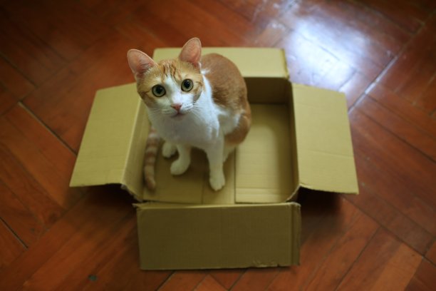 姜猫林盒子图片下载