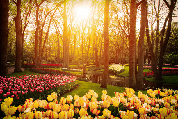 《春天的公园》，郁金香。春天的风景。图片下载