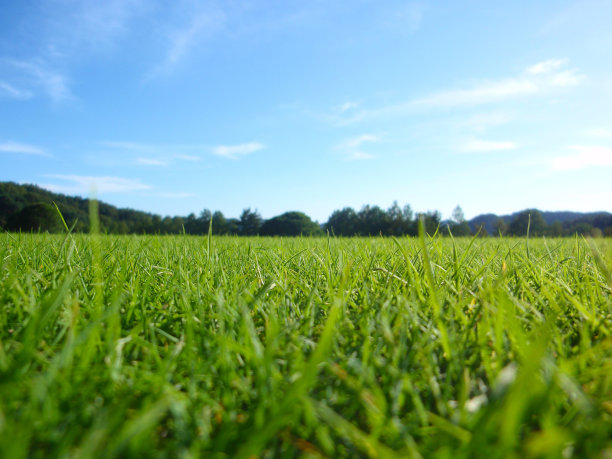 一片翠绿的草坪图片下载