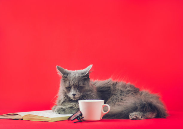 戴眼镜和看书的聪明猫图片下载