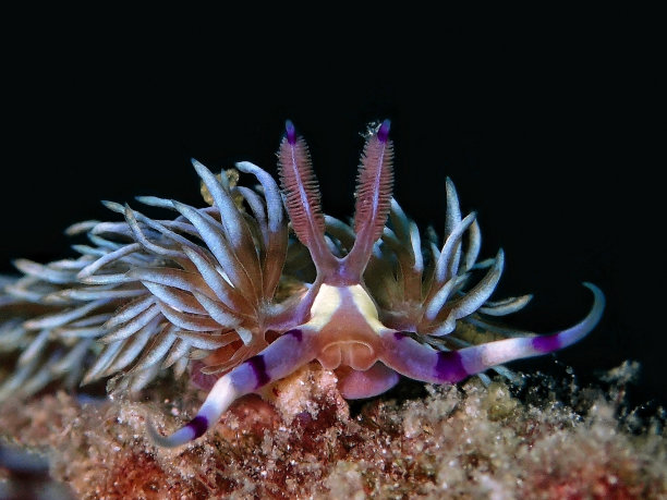 在马布尔岛和西巴丹岛潜水图片下载