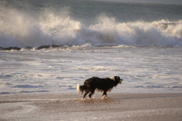 在海滩上玩耍的狗图片下载