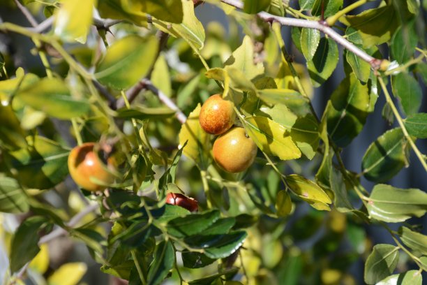 枣图片下载