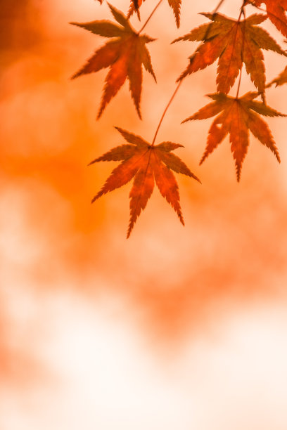 秋天的背景，微微散焦的红色枫叶图片下载