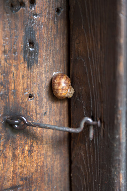 蜗牛在木门上图片下载