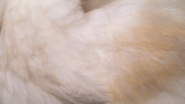 羽毛的摘要图片下载