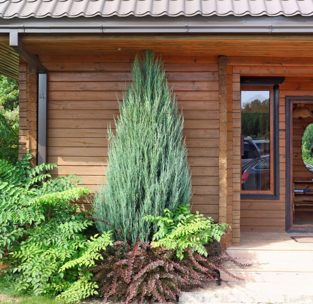 美丽的观赏灌木生长在一个木制农舍附近。图片下载