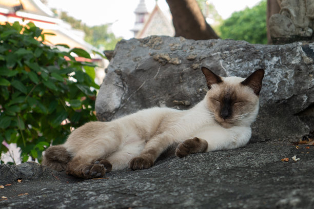 暹罗猫在公园的石头上睡觉图片下载