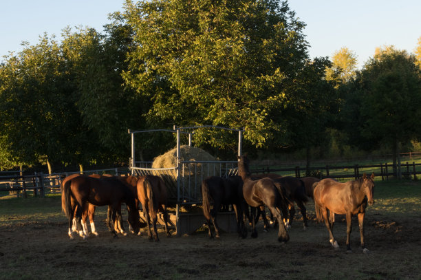 马吃干草图片下载