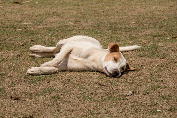 睡觉的狗图片下载