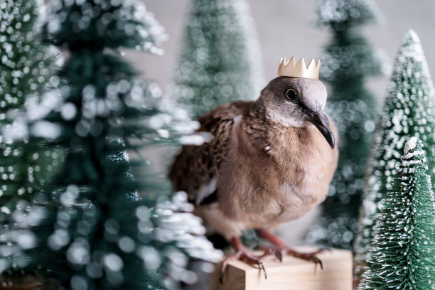 山地鸽子与假树在灰色背景的工作室设置照片拍摄图片下载