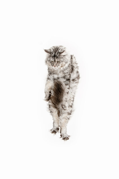 缅因浣熊跳跃着，望向别处，孤立在白色的雪地上图片下载