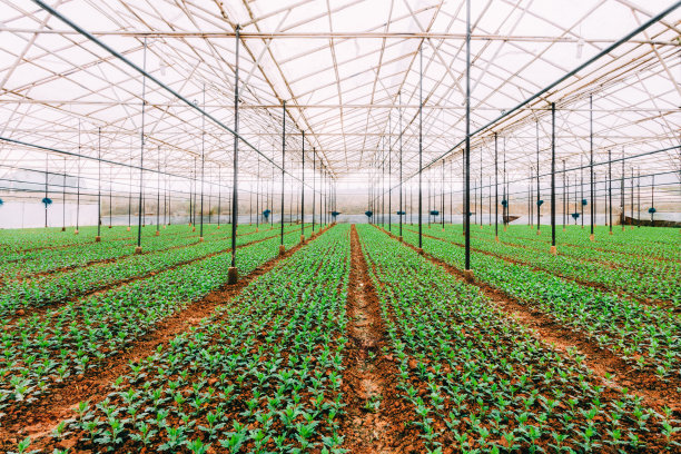 温室育苗图片下载