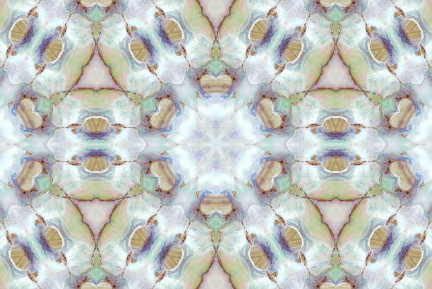 鲍鱼曼荼罗图片下载