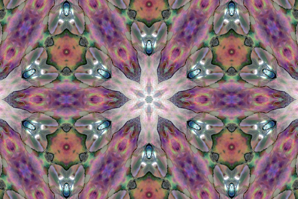 鲍鱼曼荼罗图片下载