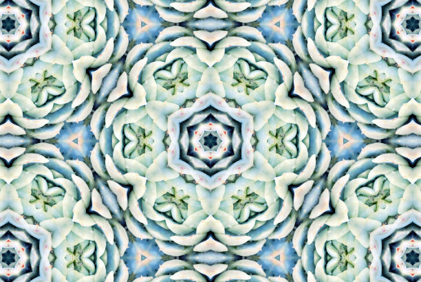 多汁的曼荼罗图片下载