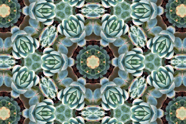 多汁的曼荼罗图片下载