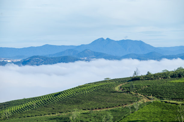 上午在越南大叻的考达茶园。图片下载